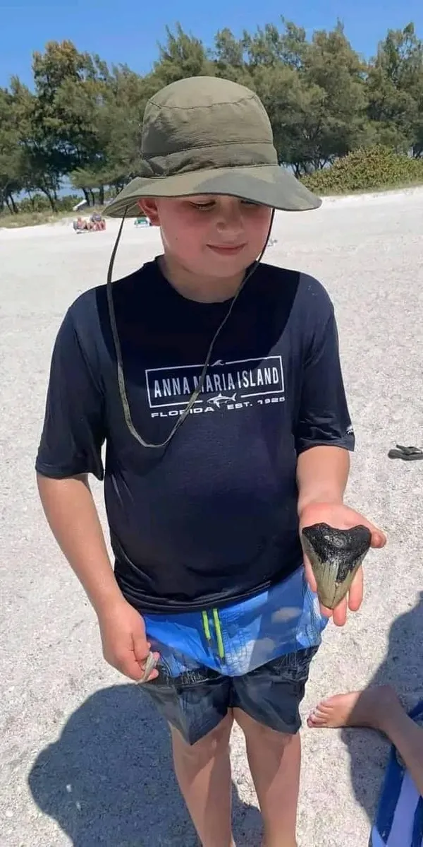 Huge Megalodon Tooth Found on Anna Maria!