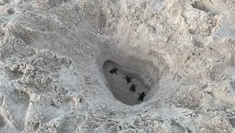 sea turtles in hole
