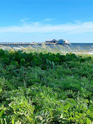 Shot of Pier from the porch of the watefront restaurant
