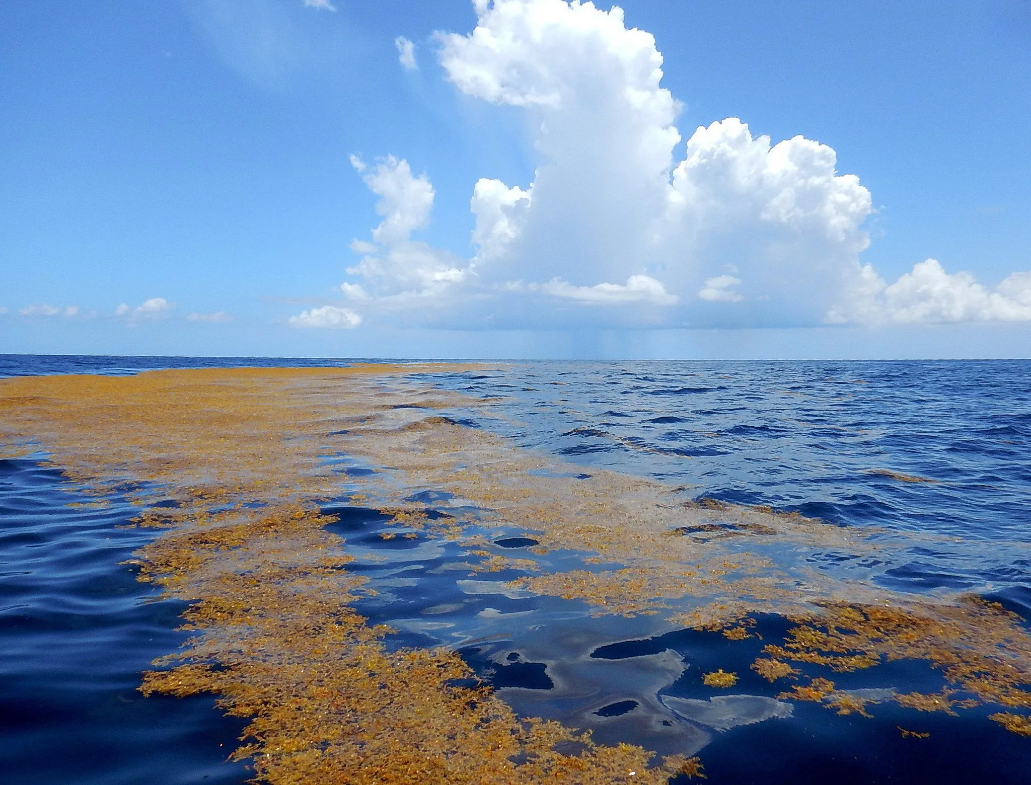 sargassum