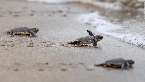 Local Rescue: Sea Turtle Hatchlings Saved on Holmes Beach